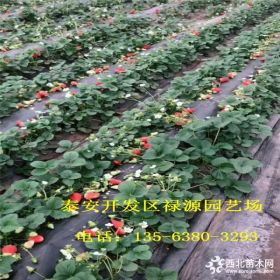 2018丰香草莓苗价格是多少、丰香草莓苗多少钱一棵