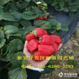 佐贺清香草莓苗出售价格多少、佐贺清香草莓苗种植基地