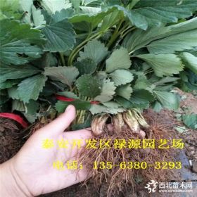 2018戈雷拉草莓苗什么价格、戈雷拉草莓苗价格是多少