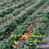 2018哈尼草莓苗一棵价格多少钱、哈尼草莓苗哪里有卖的