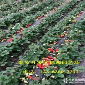 2018哈尼草莓苗一棵价格多少钱、哈尼草莓苗哪里有卖的