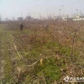 出售优质猕猴桃苗 效益好 可建果园 价格合适