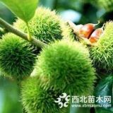 板栗苗果苗  華豐板栗苗價(jià)格推薦