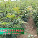 大红袍花椒苗基地 泰山大红袍花椒苗一棵多少钱