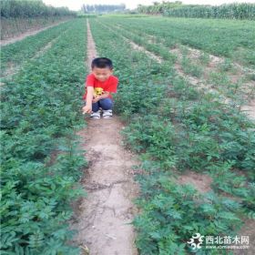 泰山大红袍花椒苗价格 花椒苗一棵多少钱  花椒苗求购