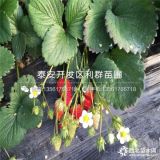 甜查理草莓苗、甜查理草莓苗出售