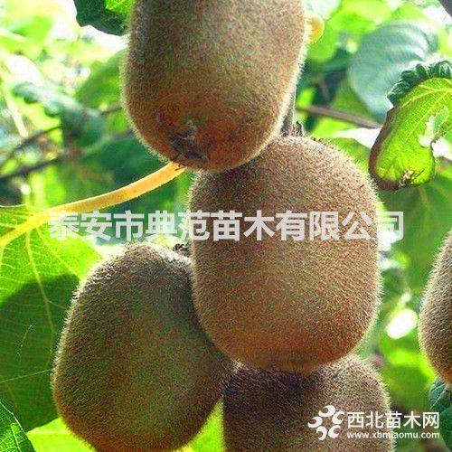 泰山一號(hào)獼猴桃苗