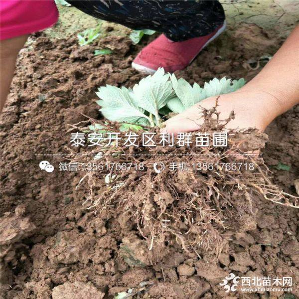 甜查理草莓苗批发