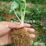 甜查理草莓苗、甜查理草莓苗批發(fā)、甜查理草莓苗基地