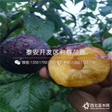 李子樹苗批發(fā)價(jià)格、李子樹苗多少錢一棵