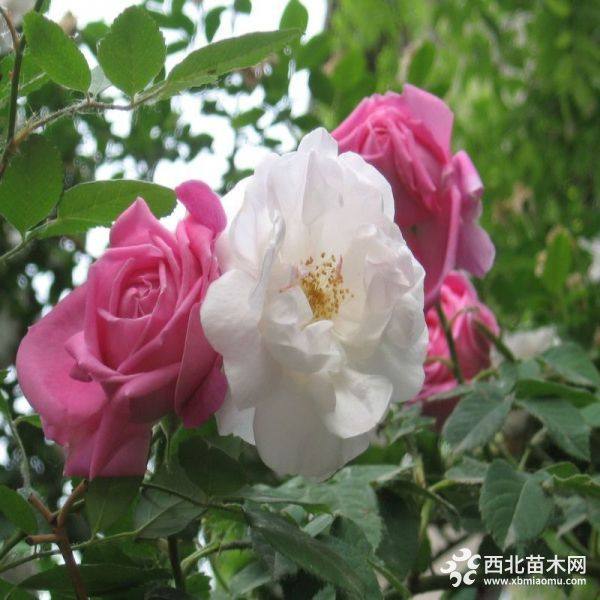 薔薇