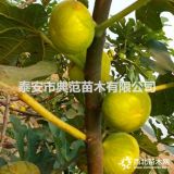 金傲芬无花果苗价格 金傲芬无花果苗 耐寒丰产