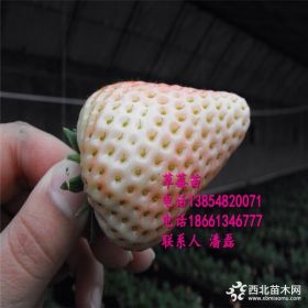 2018菠萝莓草莓苗多少钱一棵、菠萝莓草莓苗新品种