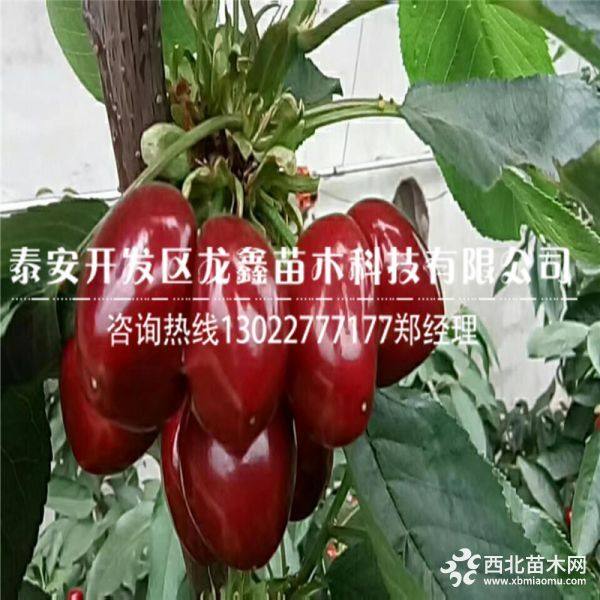 俄罗斯八号樱桃树