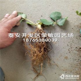 越心草莓苗 一年越心草莓苗多少钱一棵