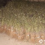 药用牡丹苗那里有卖 2年油用牡丹苗多少钱一棵