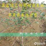 当年嫁接苹果苗价格 2-3公分鲁丽苹果苗价格