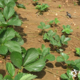 豐香草莓苗多少錢一棵 草莓苗基地價格