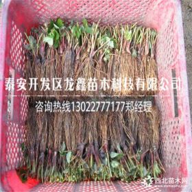 章姬草莓苗多少钱一棵、章姬草莓苗怎么种植