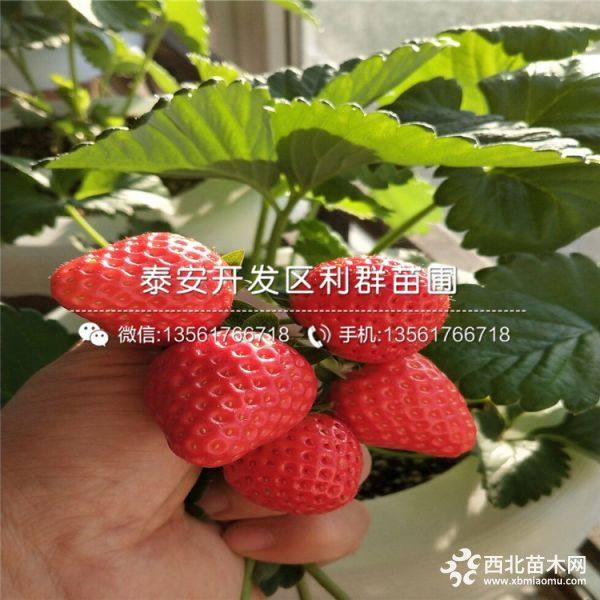 甜查理草莓苗批发