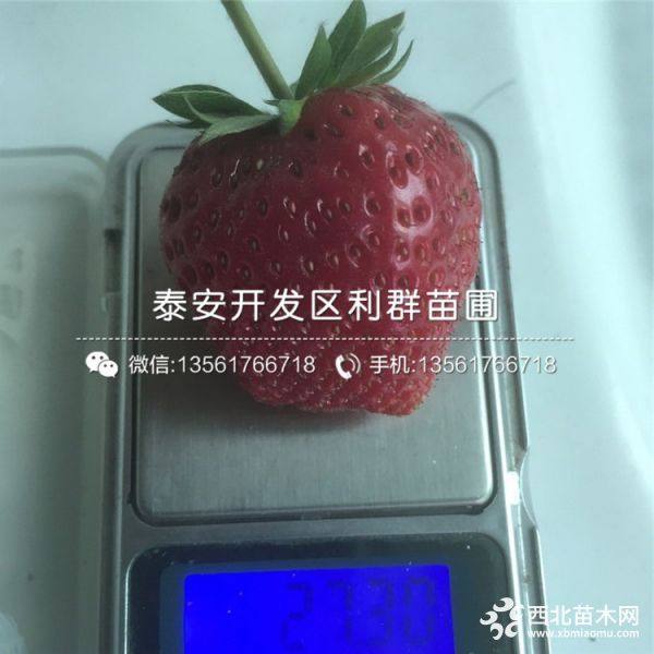 出售甜查理草莓苗