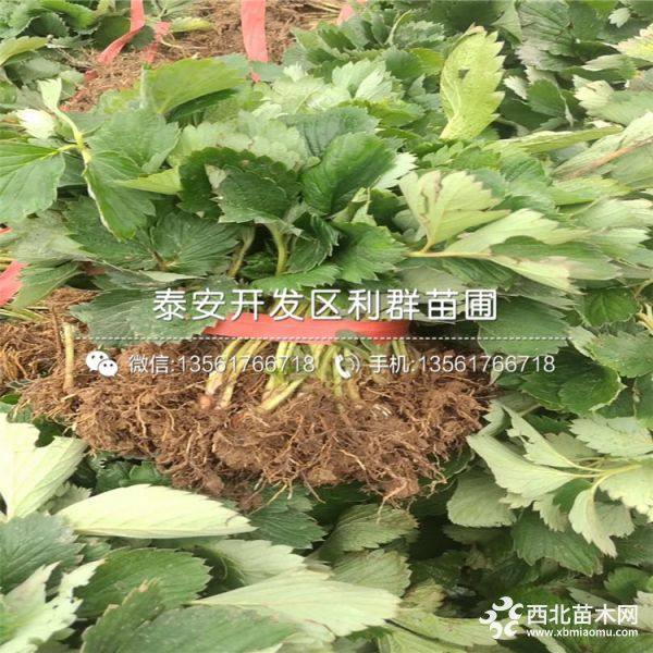 全明星草莓苗批发