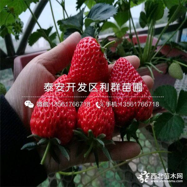 全明星草莓苗价格