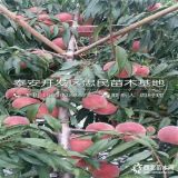 冬桃樹苗種植基地 1米高冬桃樹苗價(jià)格哪里便宜