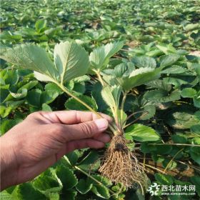 品种草莓苗甜宝 多少钱一棵草莓苗 草莓苗批发基地