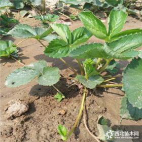 怎样种植草莓苗 草莓棵批发  草莓多少钱