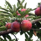 紅寶石李子苗、出售紅寶石李子苗、紅寶石李子苗價(jià)格是多少