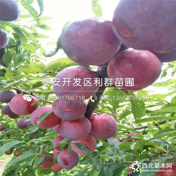 黑布朗李子樹苗