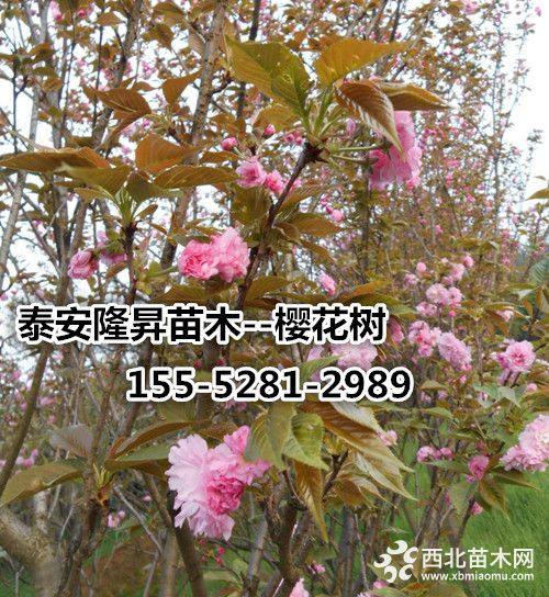 10公分高桿櫻花