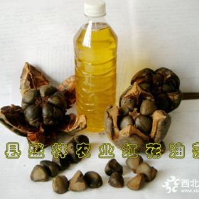 供应大果红花油茶苗