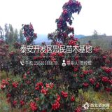 山楂树苗什么价格 山东山楂树苗批发基地