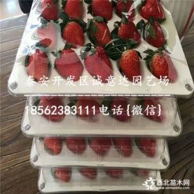 奶油口味草莓苗哪里有卖 奶油口味草莓苗多少钱一棵