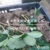 草莓苗哪里便宜 草莓苗什么品种口感好