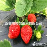 红颜草莓苗价格 红颜草莓苗 优质低价