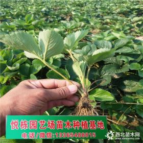 草莓苗豐香多少錢一棵  品種草莓苗批發(fā)  甜查理樹苗