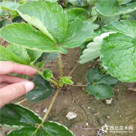 多少錢一棵樹苗 草莓苗哪里有 求購草莓苗 價格品種