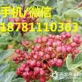 嫁接大紅袍花椒苗基地直供 嫁接花椒苗批發(fā)報(bào)價(jià)