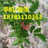 四川嫁接大紅袍花椒苗批發(fā)價(jià)格 高產(chǎn)大紅袍花椒苗出售