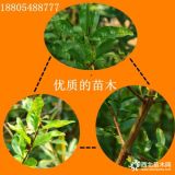 石榴苗种植技术 石榴树苗批发