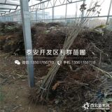 出售板栗樹苗、出售板栗樹苗基地、出售板栗樹苗價格是多少