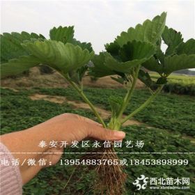 红颜草莓苗价格 红颜草莓苗批发价格