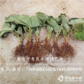 2018年草莓苗价格 新品种草莓苗