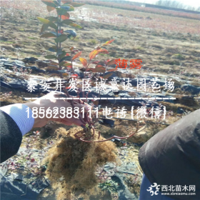 优瑞卡蓝莓树苗基地 优瑞卡蓝莓苗批发 优瑞卡蓝莓苗价格