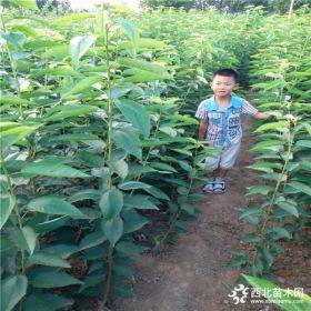 晚熟品种美早樱桃苗哪里有  一公分多少钱一棵  樱桃苗种植技