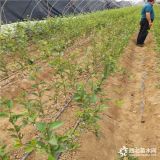 美早櫻桃苗種植管理技術(shù)  晚熟品種  求購美早櫻桃苗