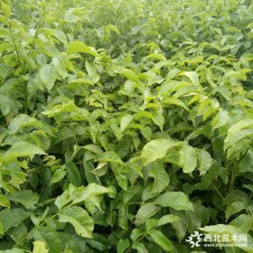 核桃苗泰安核桃苗基地核桃苗種植技術(shù)知識